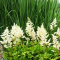 tawulka astary white astilbe duza sadzonka