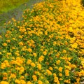 sloneczniczek szorstki asahi sadzonka Heliopsis helianthoides