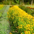 sloneczniczek szorstki asahi Heliopsis helianthoides sadzonki