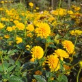 sloneczniczek szorstki asahi sadzonka Heliopsis helianthoides
