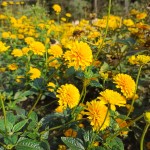 Słoneczniczek szorstki Asahi