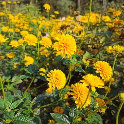 sloneczniczek szorstki asahi sadzonka Heliopsis helianthoides