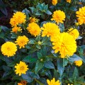 sloneczniczek szorstki asahi sadzonka Heliopsis helianthoides