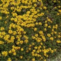 rozchodnik kwiecisty weihenstephaner gold sedum floriferum