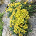 sedum floriferum rozchodnik kwiecisty weihenstephaner gold
