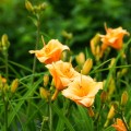 hemerocallis liliowiec pixie parasol sadzonki