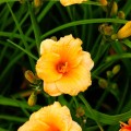 hemerocallis liliowiec pixie parasol sadzonka