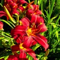 liliowiec hemerocallis Crimson Pirate sadzonka
