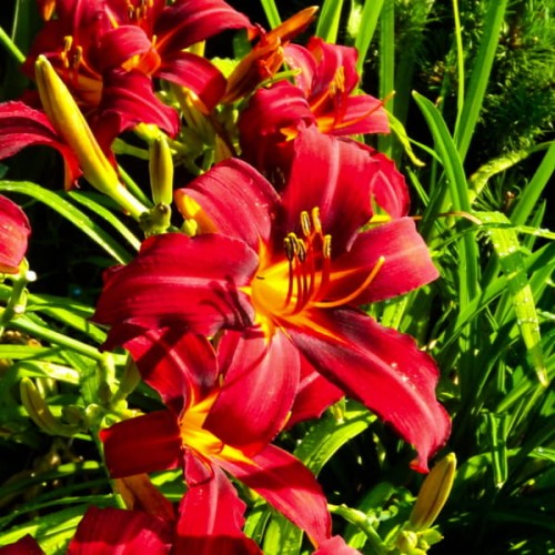 liliowiec hemerocallis Crimson Pirate sadzonka