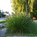 rozplenica autumn magic pennisetum sadzonka