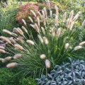 rozplenica autumn magic pennisetum sadzonka
