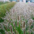 rozplenica autumn magic pennisetum sadzonki
