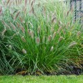 rozplenica autumn magic sadzonki pennisetum