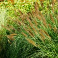 rozplenica autumn magic sadzonka pennisetum