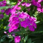 Floks wiechowaty Amethyst