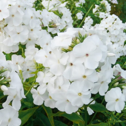 floks wiechowaty dawid phlox