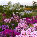 floks-wiechowaty-phlox-sadzonki.jpg