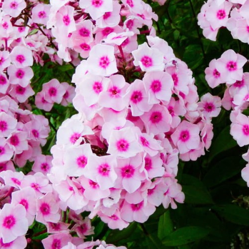 floks wiechowaty bright eyes phlox sadzonka
