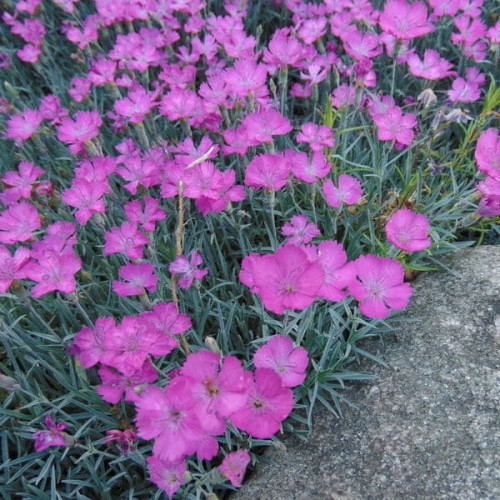 gozdzik siny rozowy sadzonki Dianthus gratianopolitanus