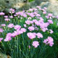 gozdzik pierzasty rozowy sadzonki Dianthus plumarius