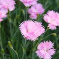 gozdzik pierzasty rozowy sadzonki Dianthus plumarius