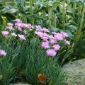 gozdzik pierzasty rozowy sadzonki Dianthus plumarius