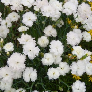 Goździk pierzasty biały