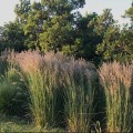 trzcinnik karl foerster sadzonka calamagrostis acutiflora