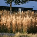trzcinnik karl foerster calamagrostis acutiflora sadzonki