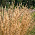 trzcinnik karl foerster sadzonka calamagrostis acutiflora