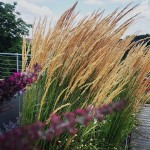 Trzcinnik Karl Foerster