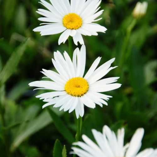 zlocien wielki Leucanthemum maximum sadzonki
