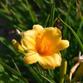 liliowiec stella de oro