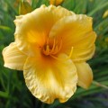 liliowiec stella d'oro hemerocallis sadzonki