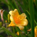 liliowiec stella d'oro hemerocallis sadzonki
