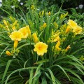 liliowiec stella de oro hemerocallis sadzonki