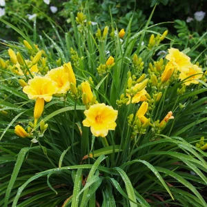 Liliowiec Stella d'Oro