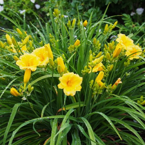 liliowiec stella d'oro hemerocallis sadzonki
