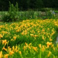 liliowiec stella de oro hemerocallis sadzonki