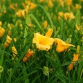 liliowiec stella de oro hemerocallis sadzonki