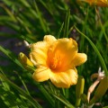 liliowiec stella d'oro hemerocallis sadzonki