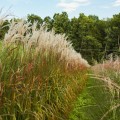Miskant-chinski-ghana-miscanthus-sinensis-sadzonki.jpg
