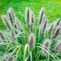 rozplenica japonska moudry pennisetum sadzonka