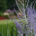 Perowskia Blue Steel