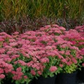 rozchodnik-brillant-sedum-sadzonka