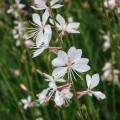 gaura-lindheimeri-gaura-biala-sadzonki