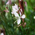gaura-lindheimeri-gaura-biala-sadzonki