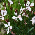 gaura-lindheimeri-gaura-biala-sadzonki