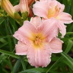 Liliowiec Satin Silk