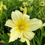 Liliowiec Hudson Valley